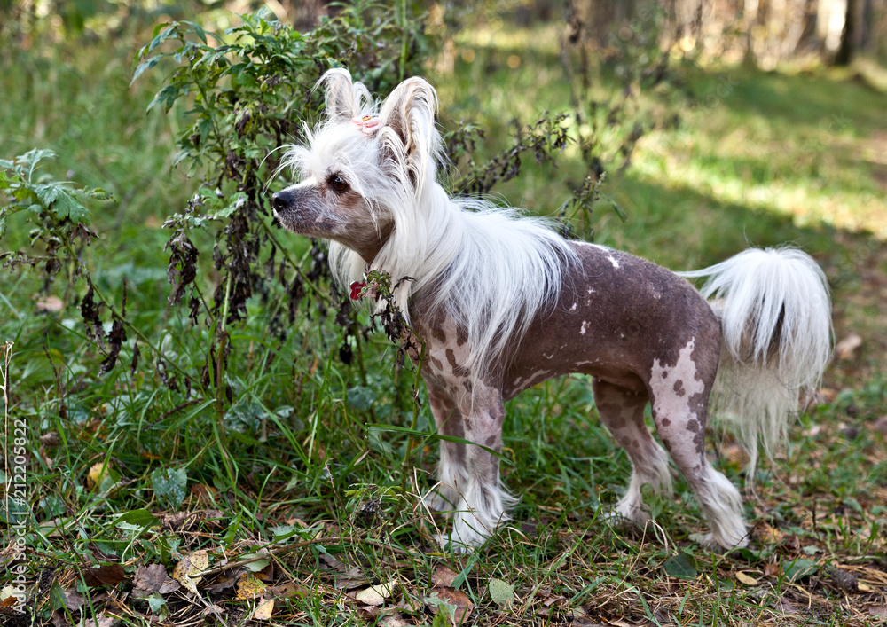 Chinese Crested Hairless dog standing on green grass