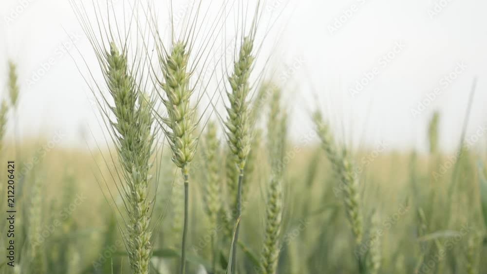 Common wheat Triticum aestivum close-up 4K video Common wheat Triticum aestivum close-up 4K video