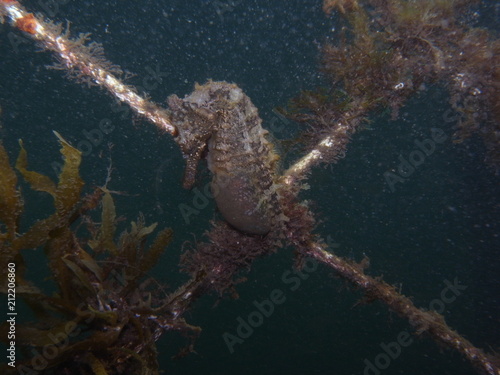 Pregnant Male White's Seahorse Hippocampus whitei in Sydney, Australia