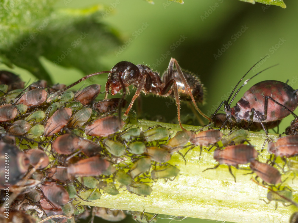 Naklejka premium Ants and aphids on the plant