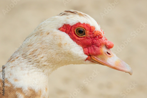 Portrait of a goose at the zoo