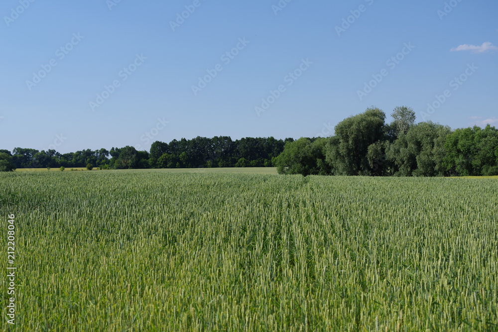 field of green wheat and blue sky field of green wheat and blue sky