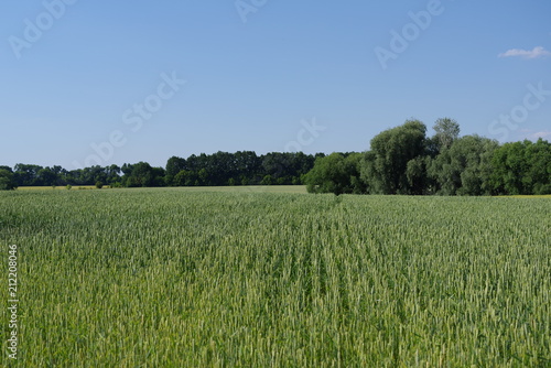 field of green wheat and blue sky