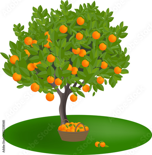 Orange tree on white background. Basket filled with orange fruit. Vector illustration