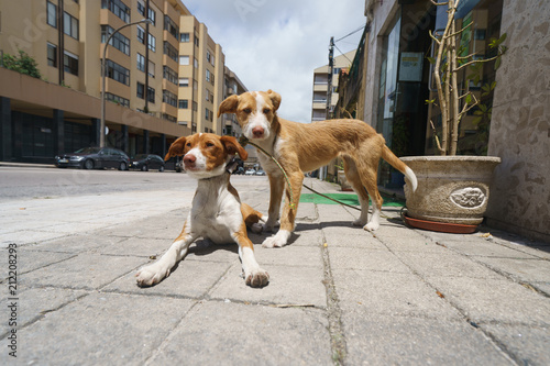The couple of dogs at the street