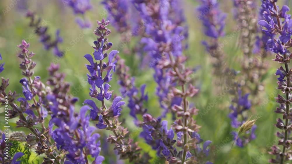 Herbal plant Meadow sage Salvia pratensis in the field 4K video Herbal plant Meadow sage Salvia pratensis in the field 4K video