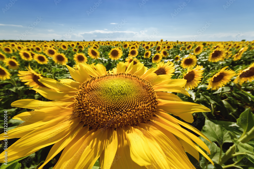 Obraz premium sunflower looking at the sky / unusual perspective small depth of field