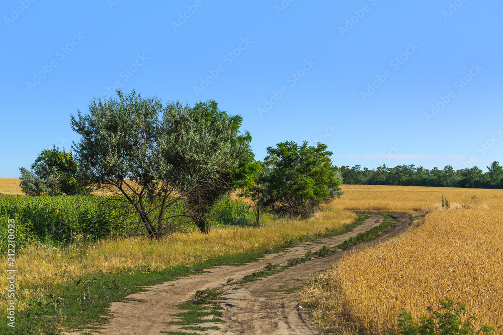 path among the fields / summer landscape looking for a plot in rural surroundings path among the fields / summer landscape looking for a plot in rural surroundings