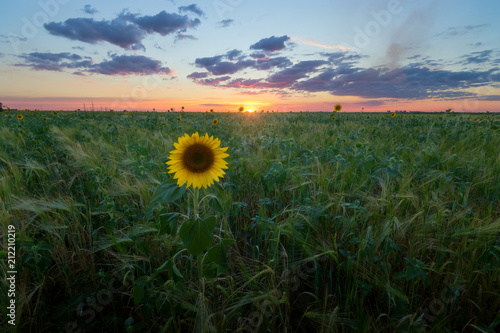 lone sunflower sunset landscape   the remains of last year s sunflowers that no matter what  reaching for the sky