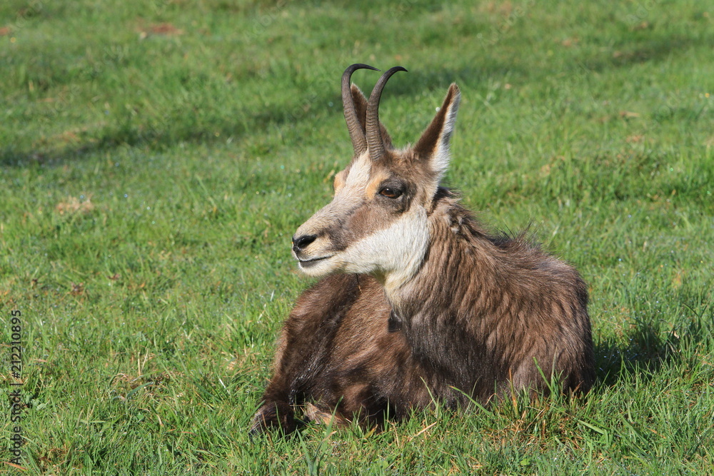 Chamois jurassien se reposant au petit matin Chamois jurassien se reposant au petit matin