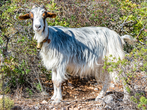 Eine Ziege in den Bergen von Sardinien sieht in die Kamera