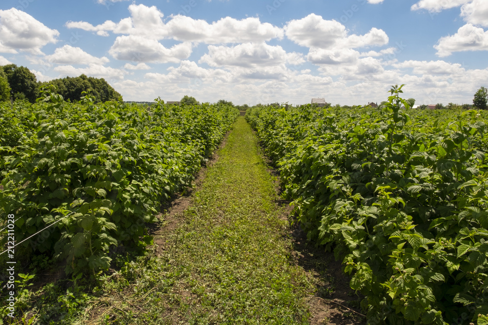 Obraz premium raspberry field