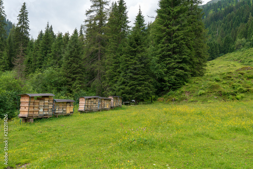 Bienenstöcke am Waldrand