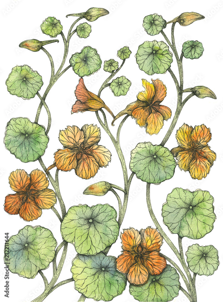 Obraz premium nasturtium