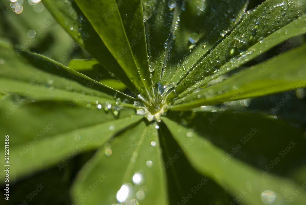 The abundant morning dew on the sheet formed a puddle of water The abundant morning dew on the sheet formed a puddle of water