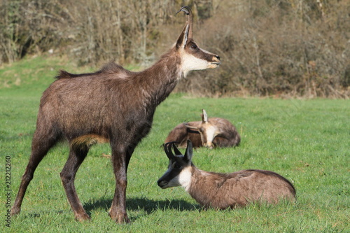 Chamois jurassien photo