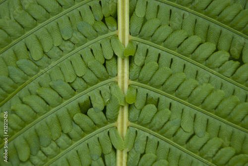 Texture of fern leaf close-up