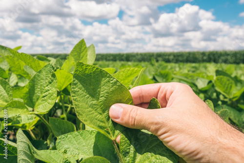 Farm worker controls development of soybean plants