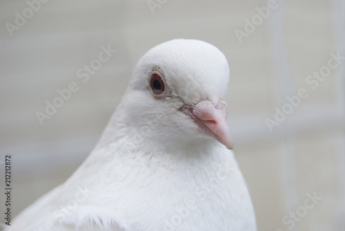 The head of a white thoroughbred pigeon with red eyes. Portrait of a bird close-up. © all2014