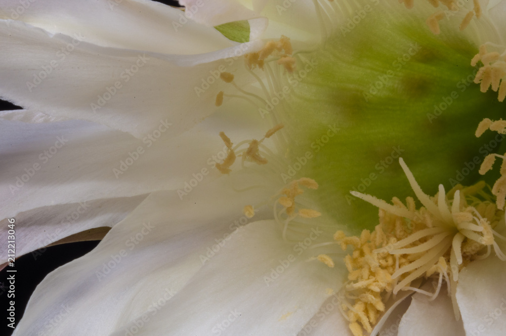 Cactus echinopsis tubiflora