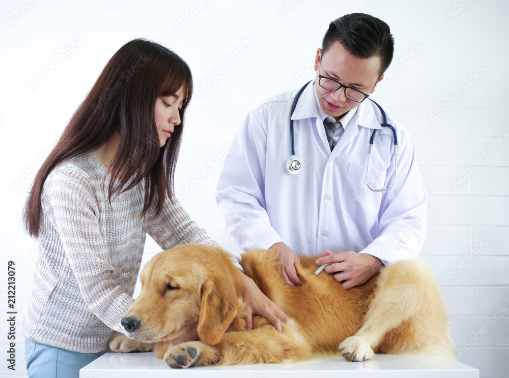 Golden Retriever meeting doctor at pet hospital for checking up body and getitng vaccine.