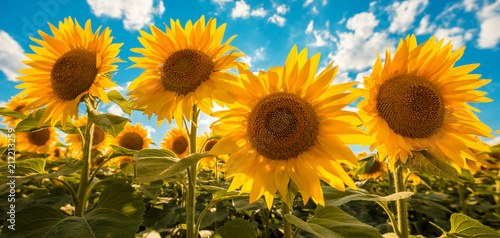 Fototapeta Naklejka Na Ścianę i Meble -  Blooming sunflower crop field
