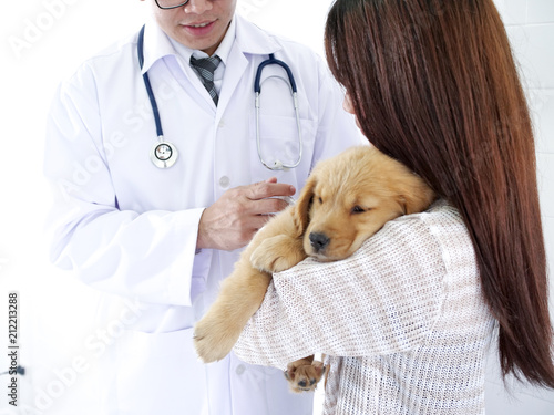 Fototapeta Naklejka Na Ścianę i Meble -  Puppy Golden Retriever meeting doctor and get some vaccine at pet hospital.