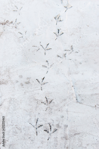 traces of birds on the asphalt