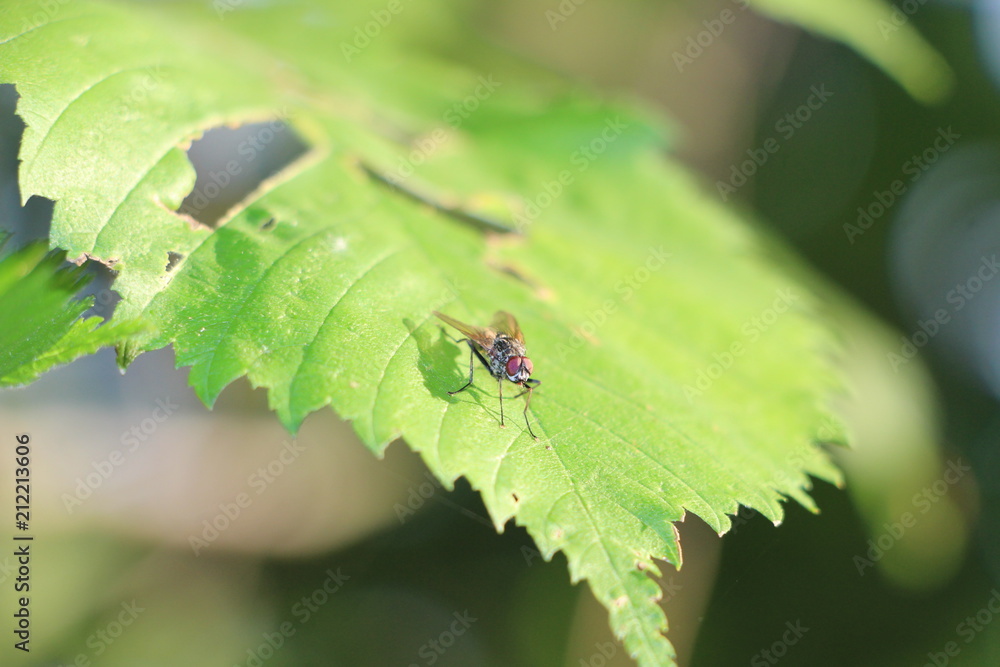 macro macro