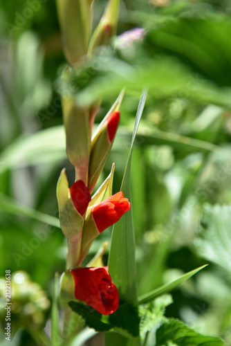 growing gladiolus at garden