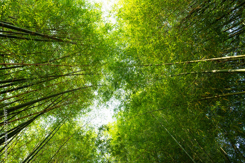 Bamboo forest or bamboo grove and sun light background