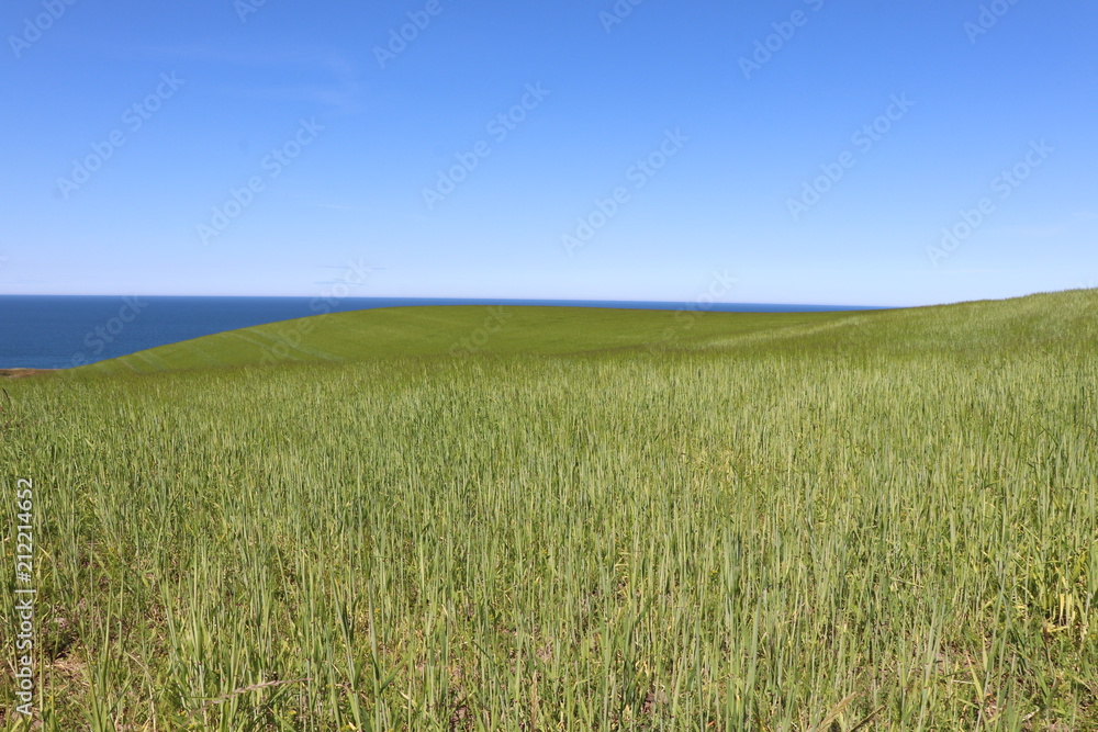 Close up of field of green crops against blue sky with space for copy