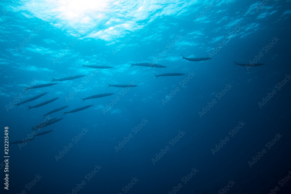 group of barracudas group of barracudas