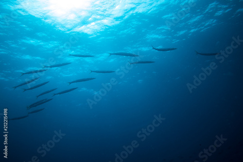group of barracudas