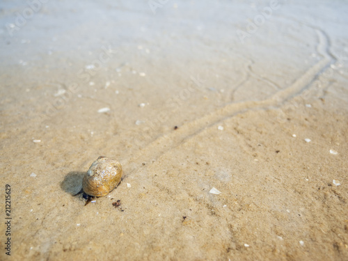 Snail with trail at low tide_horizontal