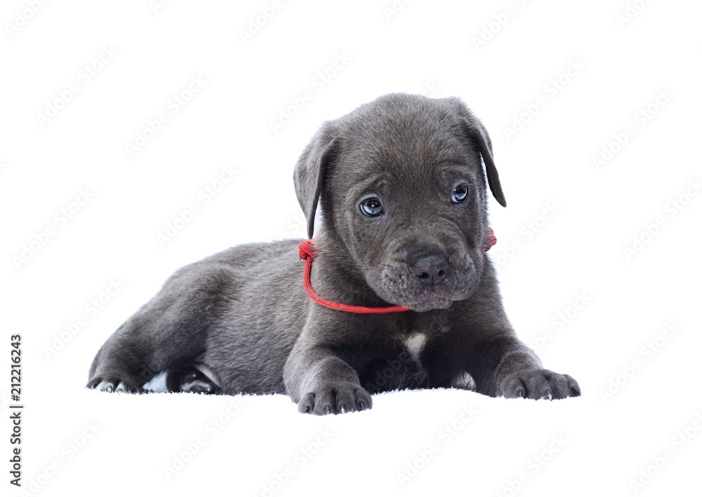 puppy cane corso on a white background