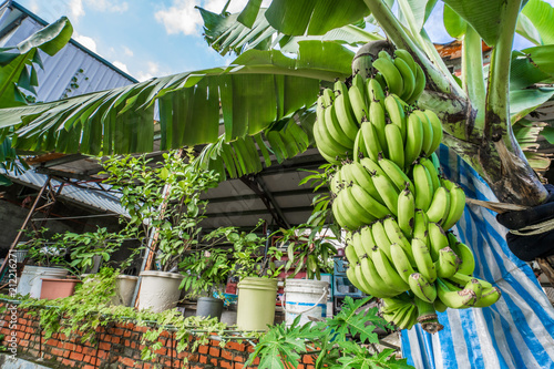 Banana tree with bunch of growing green bananas in village, countryside