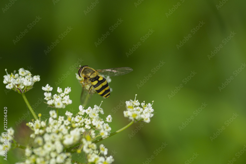 an amazing close up of bee sitting on a flower, detail of the wild life, macro picture, flying butterfly, summer day, collecting pollen an amazing close up of bee sitting on a flower, detail of the wild life, macro picture, flying butterfly, summer day, collecting pollen