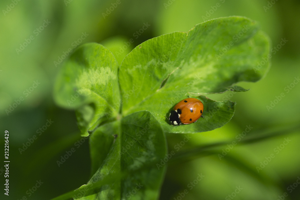 Naklejka premium an amazing close up of butterfly sitting on a flower, detail of the wild life, macro picture, flying butterfly, summer day, lovely nature full of bugs