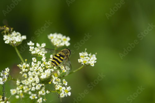 an amazing close up of bee sitting on a flower, detail of the wild life, macro picture, flying butterfly, summer day, collecting pollen photo