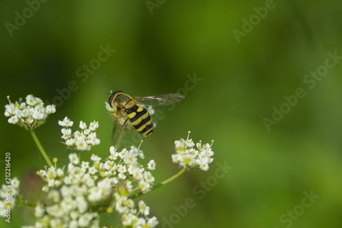 an amazing close up of bee sitting on a flower, detail of the wild life, macro picture, flying butterfly, summer day, collecting pollen