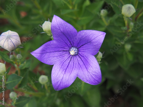 Platycodon grandiflorus 'Astra Blue' - balloon flower or Chinese bellflower