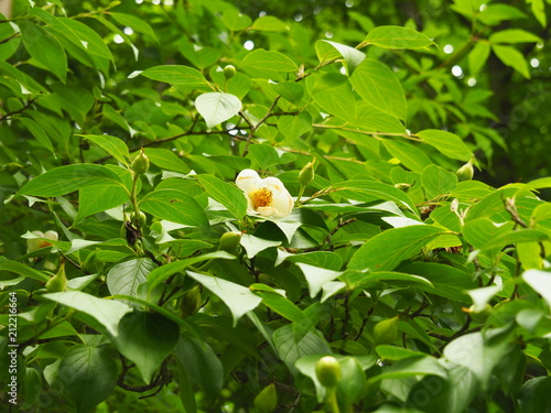 Stewartia pseudocamellia - Korean stewartia, Japanese stewartia or deciduous camellia blooming in the park, Poland. photo