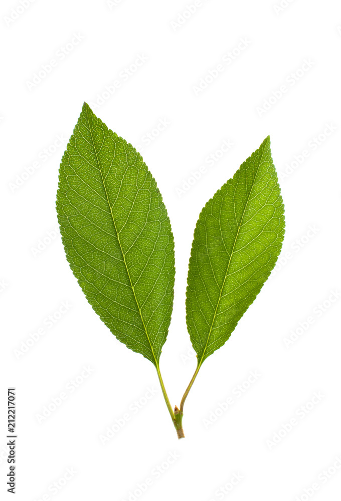 Fototapeta premium Cherry leaves on white background