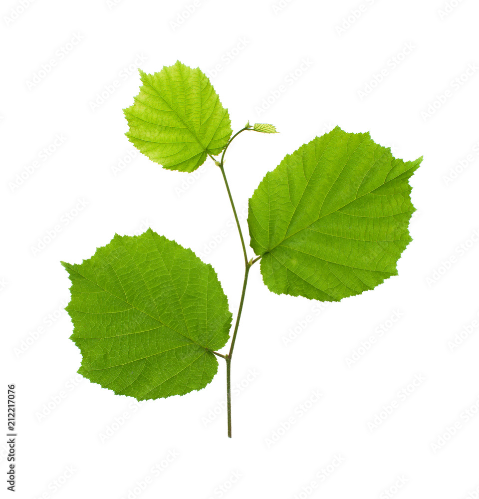The leaves of the hazelnut on white background The leaves of the hazelnut on white background