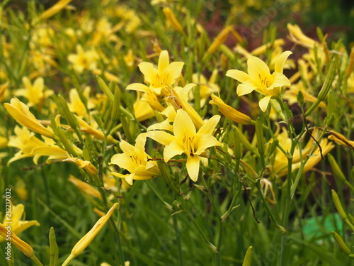 Hemerocallis citrina - citron daylily or long yellow day lily