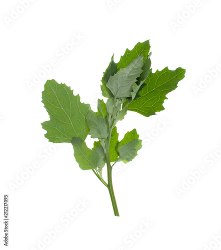 Young orach, quinoa twig on white background