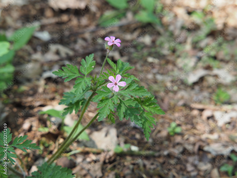Geranium robertianum - Herb-Robert, Red Robin, Death come quickly, Storksbill, Fox geranium, Stinking Bob, Crow's Foot Roberts Geranium. Geranium robertianum - Herb-Robert, Red Robin, Death come quickly, Storksbill, Fox geranium, Stinking Bob, Crow's Foot Roberts Geranium.