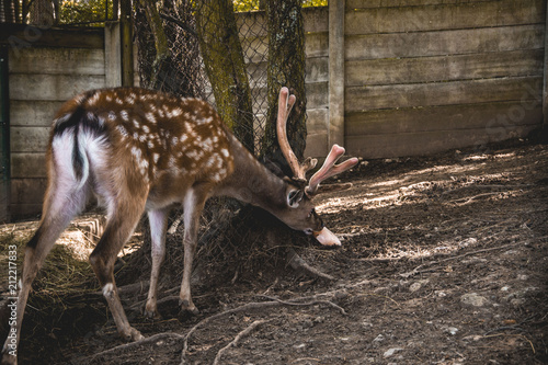 dybowski's sika deer photo