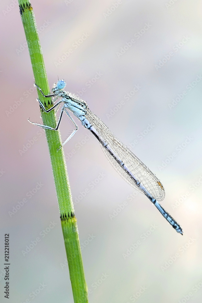 Blue featherleg, also called white-legged damselfly, Platycnemis pennipes Blue featherleg, also called white-legged damselfly, Platycnemis pennipes